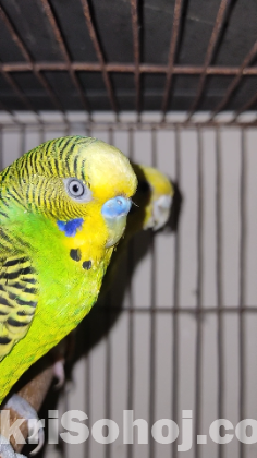 Budgerigar Bird / Bazigar